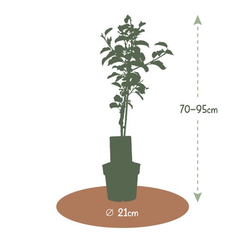 Obstbaum 95 cm - Bild 10